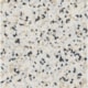 Manta Vinílica Iq Surface Rouge Airy 74 Tarkett 200Cmx2300Cm - 0c0e2b85-26ee-4764-86a4-085a58e505bd